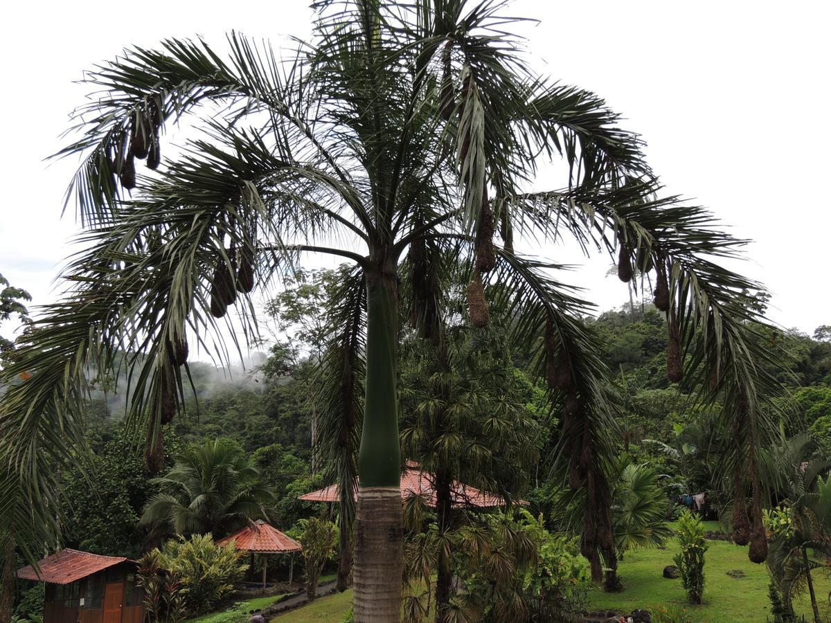 Pacuare River Lodge Bajo Tigre 외부 사진