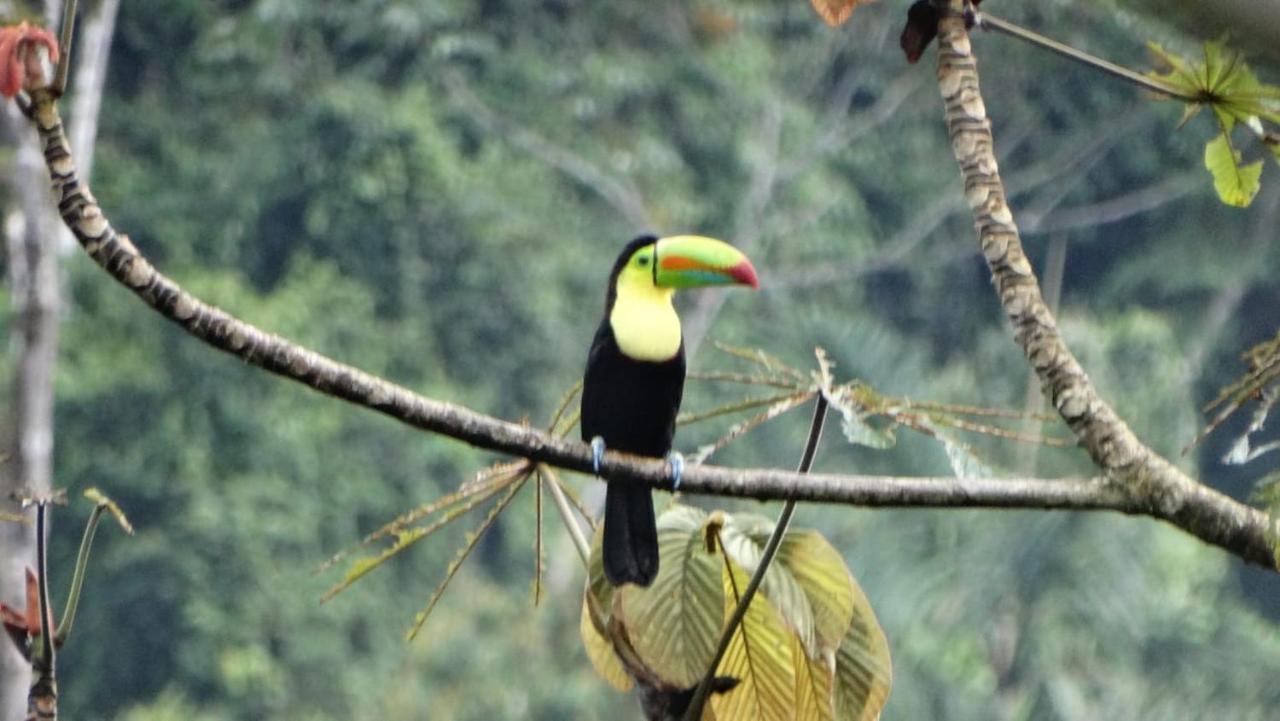 Pacuare River Lodge Bajo Tigre 외부 사진